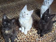 Maine Coon Girls mit Stammbaum - Oldenburg