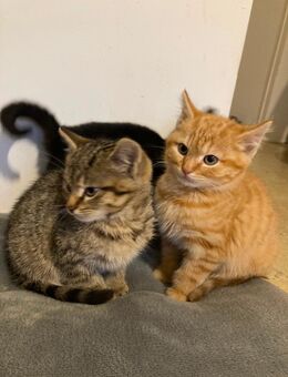 3 super süße Kitten - Hameln