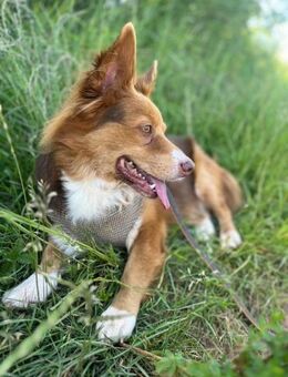 DALI - SOS - süßer kleiner Knopf - Kempen