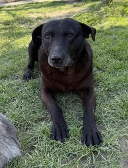 Nero - Familienhund, leinenführig, lieb - Blankenheim (Nordrhein-Westfalen)