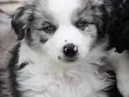 Mini Aussie Welpen, Miniatur Australian Shepherd Welpen - Ulmen