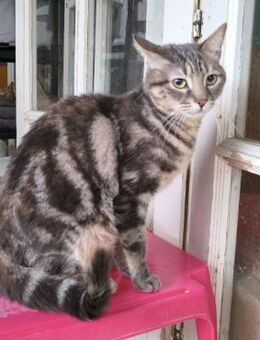 Kiara sucht ein liebevolles Zuhause - Walluf