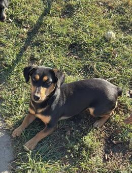 Szofi 1-jährige Dackel-Pinscher Mix - Kassel