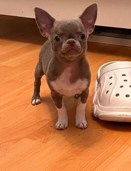 4 Zuckersüße Mini Chihuahua Welpen - Frankfurt (Main) Westend-Süd