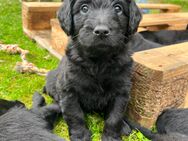 Labradoodle Welpen - Spelle