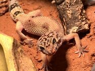 Leopardgecko mit Komplett Terrarium (High Yellow) – Weiblich - Wangen (Allgäu) Zentrum