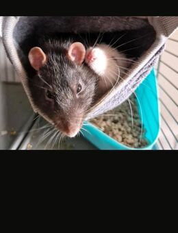 Ratte / Ratten junge Olaf - Gangkofen