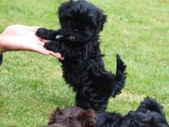 Shih Tzu x Bolonka Welpen - Aerzen