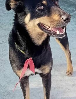 JEANY - liebevoll und sportlich - Weilheim (Oberbayern)