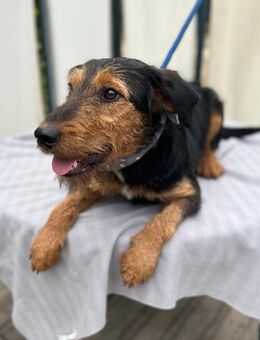 Marci2 LM - ein Hundebub zum Verlieben - Neustadt (Rübenberge)