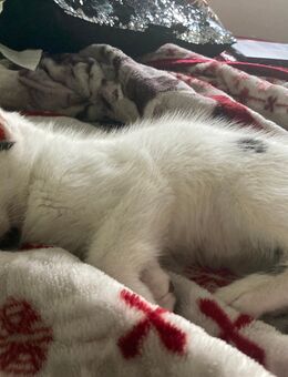 Süße Kitten suchen ein liebevolles Zuhause - Schwalbach