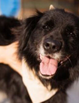 ZIVA💖sanfte, ruhige,verschmuste OldLady - Hamburg