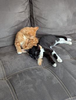 Geschwister Katzen (Kitten) - Aachen