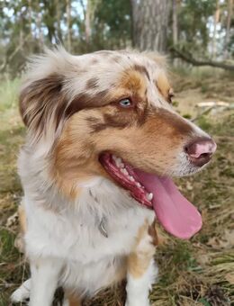 MINIATURE AUSTRALIAN / MINI AUSSIE WELPEN MIT AHNENTAFEL suchen DOSENÖFFNER! - Frankfurt (Main)