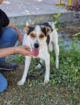 Wunderbarer GARY = gehorsam + sozial ♥️‼ - München