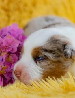 Mini Australian Shepherd Welpe - Rühen