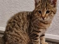 Katzenkinder, Babykatze, Katzenbaby - Berlin Treptow-Köpenick