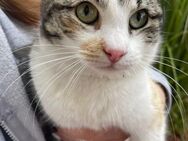 Luna sucht ein Zuhause - Olfen