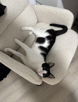 Schmusekätzchen SUKI sucht ihr Zuhause! - Berlin