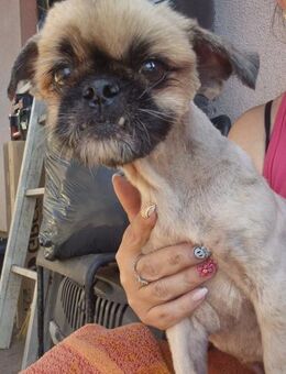 💛 Nico ca. 12-jähriger Pekinese- Tibe - Kassel