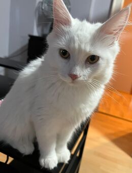 Main coon katze zu verkaufen - Schweinfurt Zentrum