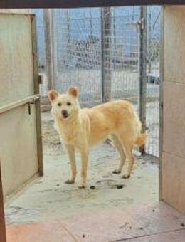 Sani - sanfte, geduldige Menschen gesuch - Berlin