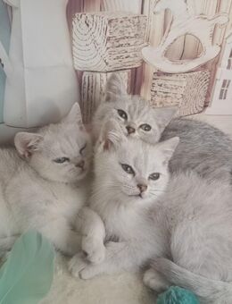 ABGABEBEREIT BKH Reinrassige Britisch Kurzhaar Kätzchen Mädchen Junge Katze Kater silver shadet - Sinn