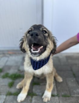 Davis - Toller Junghund sucht Zuhause - Berlin