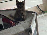 Maine coon Weibchen XXL - Essen