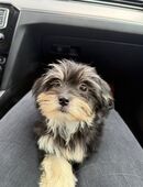 Bichon Havanez in 26826