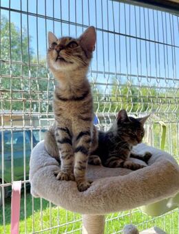 ❤️Katzenbabys Fix 🐱 & Foxy 🐱❤️ - Eislingen (Fils)