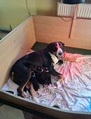 Große Schweizer Sennenhunde Welpen in 39218