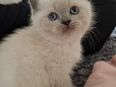 Wunderschöne British shorthair Kätzchen in 89073