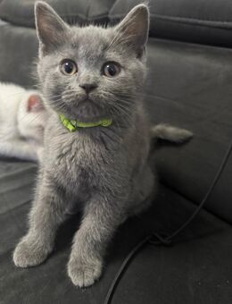 Süsse bkh kitten abgabebereit - Aachen