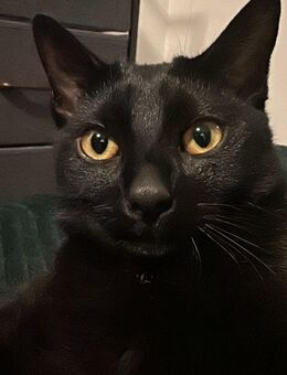 Verkaufe Kater / 5-6 Monate alt - Berlin