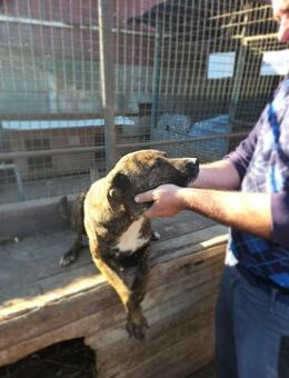 Sjarda, unser Gute-Laune-Mädchen - Steinhagen (Nordrhein-Westfalen)