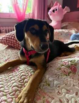 Lilly sucht siebevolles zu Hause... - Hagen (Stadt der FernUniversität)