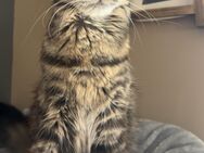 MainCoon mischlingskatze 10 Monate kastriert - Haiger