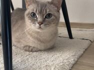 Liebevolle Katze, sucht ein neues zu Hause - Buchholz (Nordheide) Zentrum