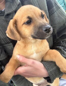 Noch 1 bezaubernder Mischlingswelpe sucht liebevolles Zuhause - Borken