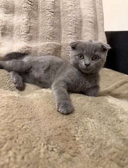 Brittish Kurzhaar Katzen Bkh Kitten Blue Colour 10 Wochen alt - Haibach (Regierungsbezirk Unterfranken)