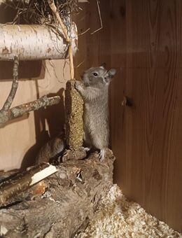Degu Dame - Büdelsdorf