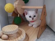 Bkh Kitten - Feucht