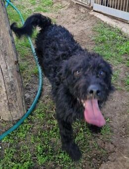 Lovag von kettenlos - Bollingstedt