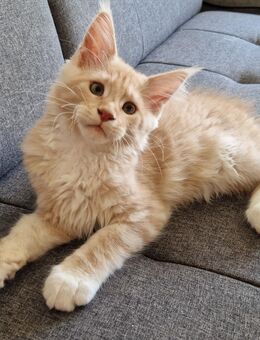 Maine Coon Kitten mit Stammbaum - Langenfeld (Rheinland)
