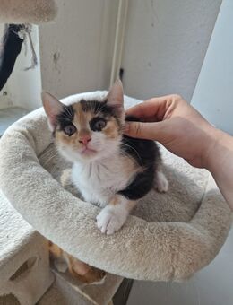 Katze baby - Cottbus