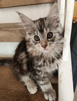 Maine Coon Kitten mit Stammbaum - Rees