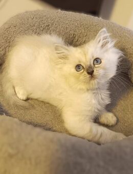Süße Maine-Coon - Ragdoll Mix Katzenbabys, Babykatzen, Kitten, Katzen Perserkatze, cats - Berlin Steglitz-Zehlendorf