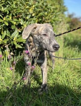 Schüchterner Taro sucht seine Menschen - Bochum