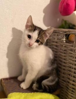 Kleiner Kater Alex - Augsburg